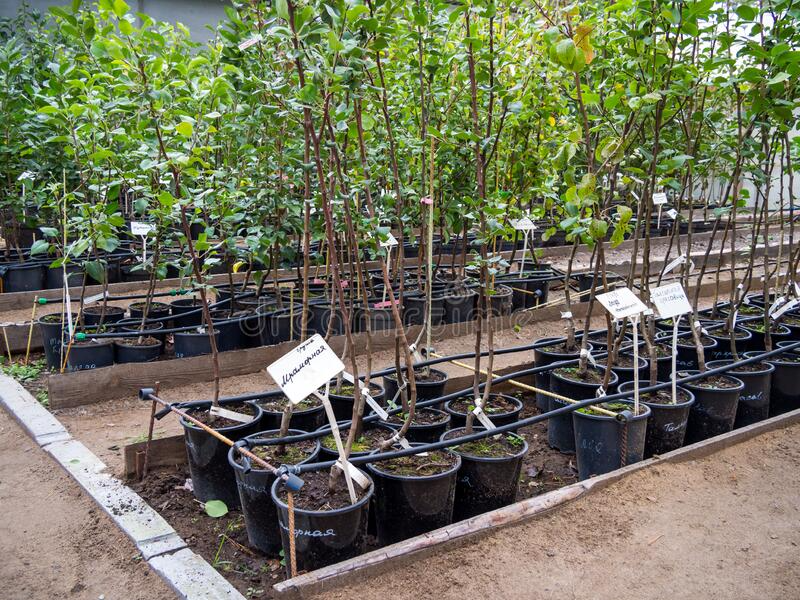 Tree Seedlings